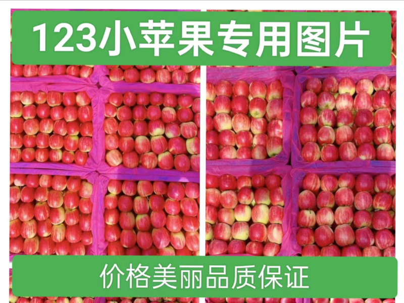 123小苹果辽宁西丰主产区，口感甜脆，半红以上大量上市！