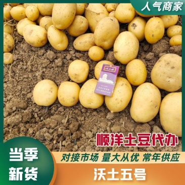 【河北土豆】沃土5号土豆大量供应现挖现发品质保证电联