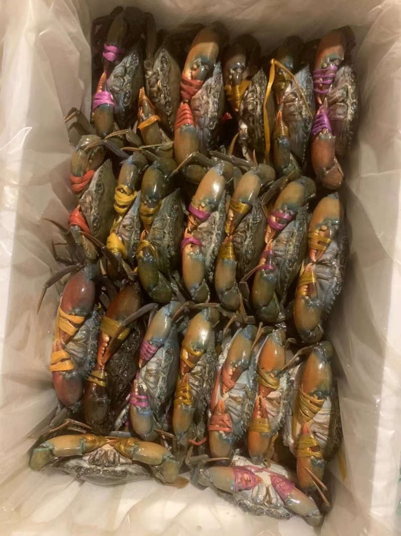 青蟹，冰鲜蟹，活冻蟹慢抓蟹，肉蟹煲，香辣蟹用，