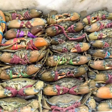 青蟹，冰鲜蟹，活冻蟹慢抓蟹，肉蟹煲，香辣蟹用，