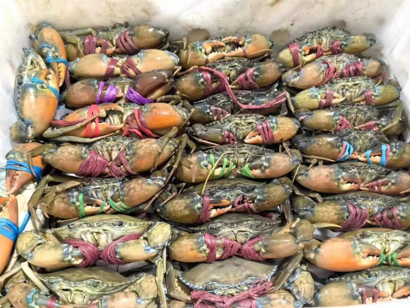 青蟹，冰鲜蟹，活冻蟹慢抓蟹，肉蟹煲，香辣蟹用，