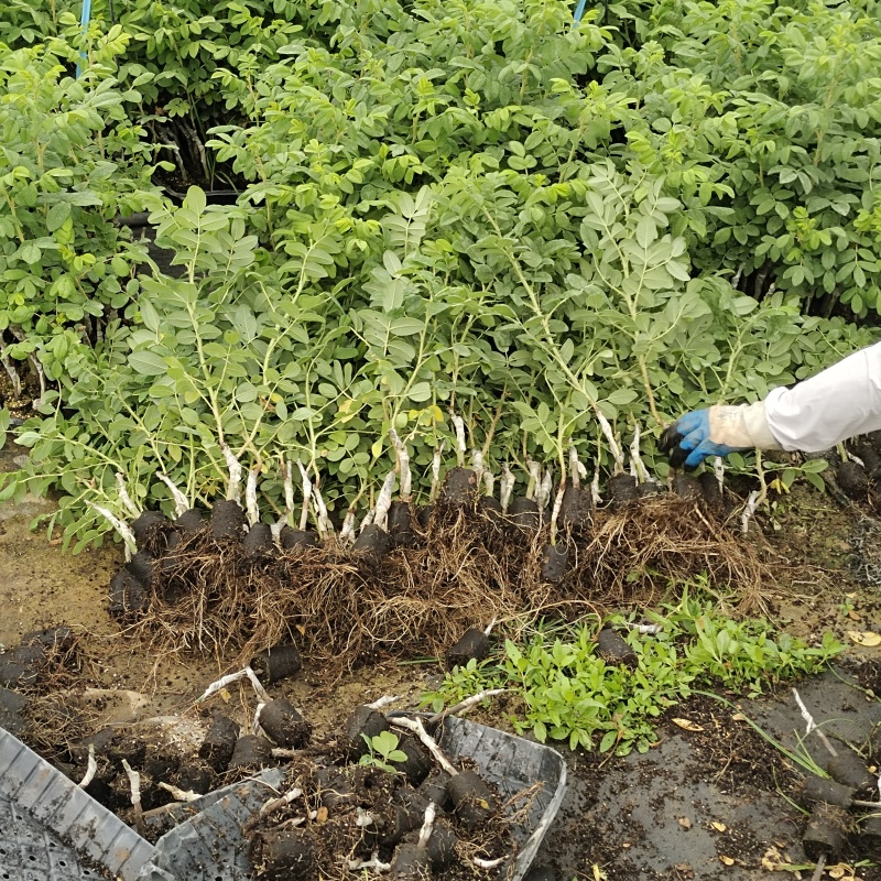 平阴玫瑰苗食用药用玫瑰苗丰花一号重瓣玫瑰苗