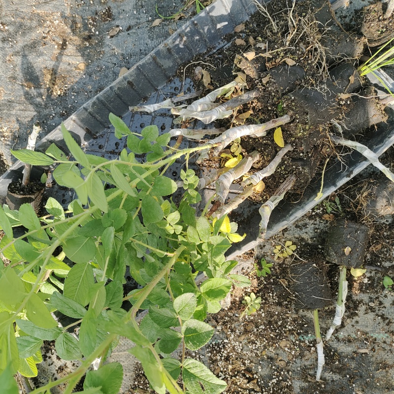 平阴玫瑰苗食用药用玫瑰苗丰花一号重瓣玫瑰苗