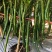 辣椒苗尖椒苗薄皮椒苗方椒苗五彩椒苗线椒苗陇椒苗螺丝椒苗