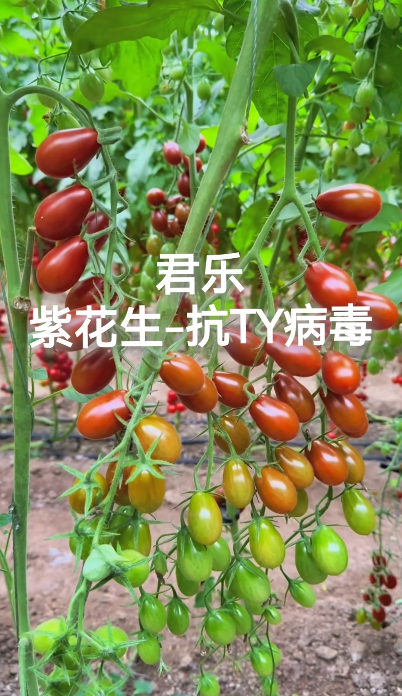 黄花生圣女果苗紫花生红花生抗TY病毒产量高糖度高