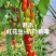 黄花生圣女果苗紫花生红花生抗TY病毒产量高糖度高