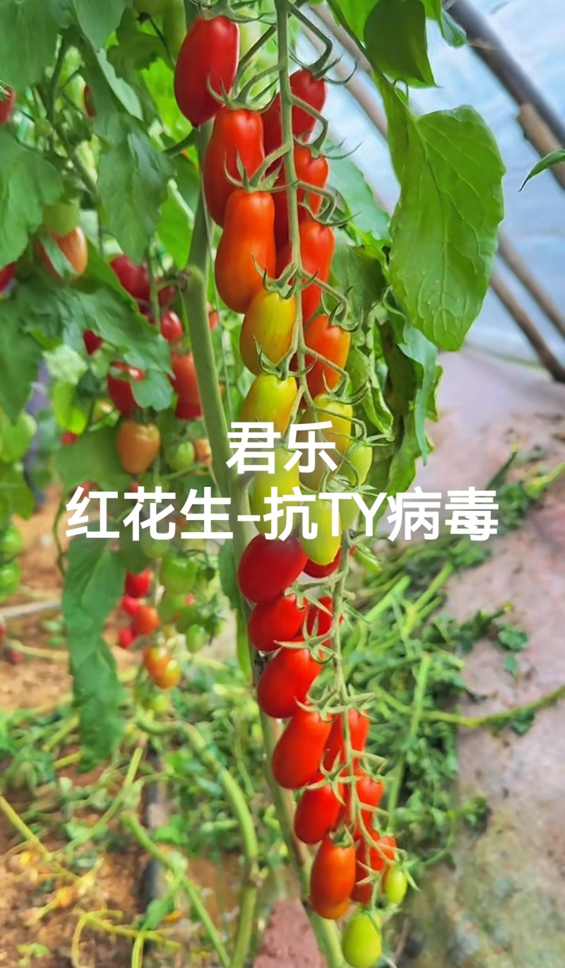 黄花生圣女果苗紫花生红花生抗TY病毒产量高糖度高