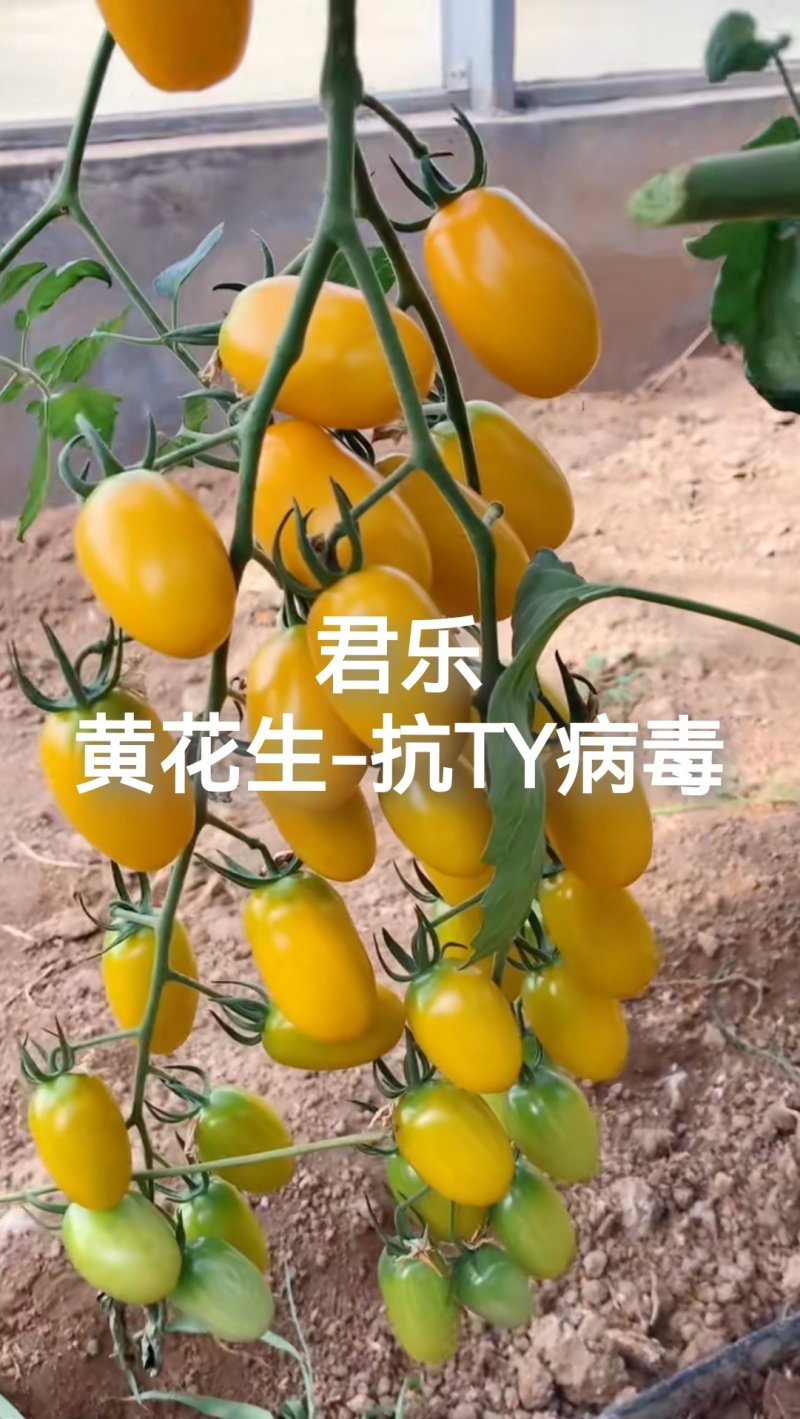 黄花生圣女果苗紫花生红花生抗TY病毒产量高糖度高