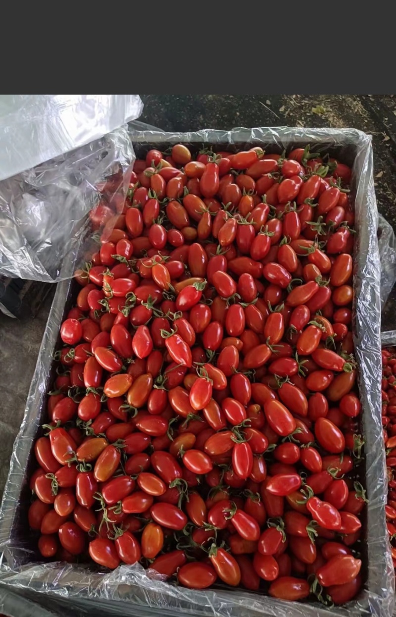 黄花生圣女果苗紫花生红花生抗TY病毒产量高糖度高