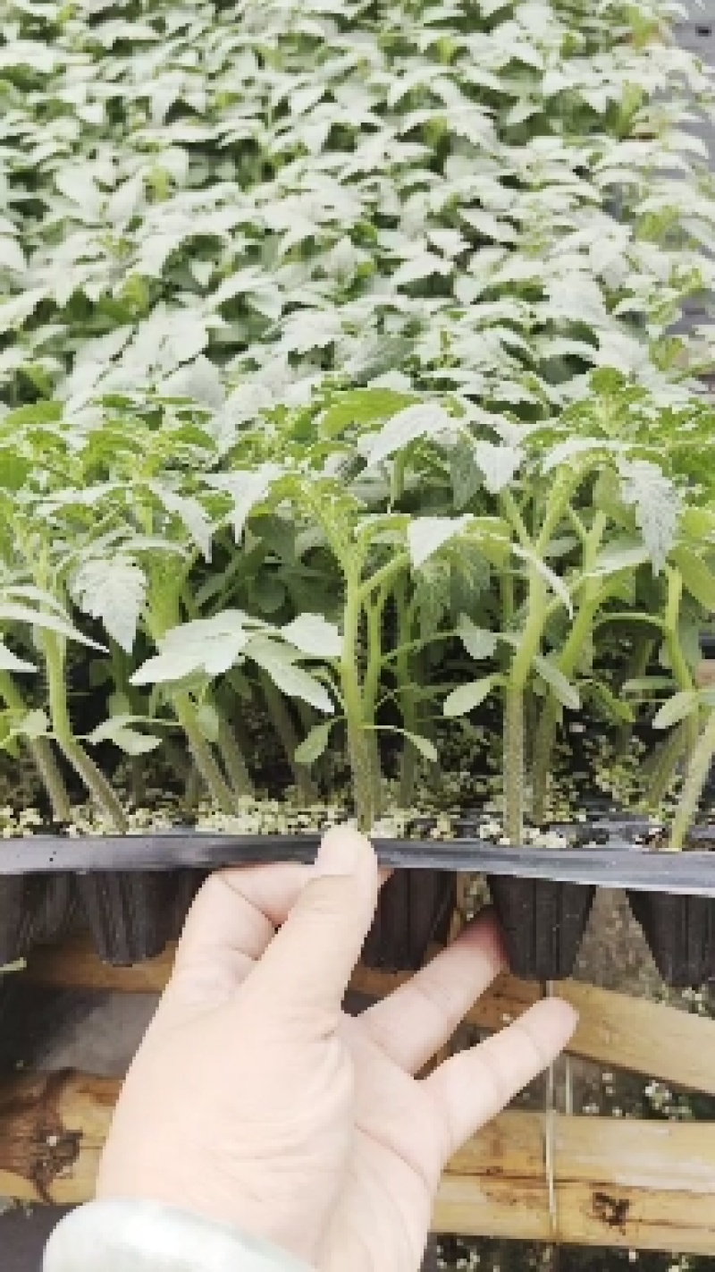 黄花生圣女果苗紫花生红花生抗TY病毒产量高糖度高