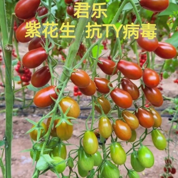 黄花生圣女果苗紫花生红花生抗TY病毒产量高糖度高