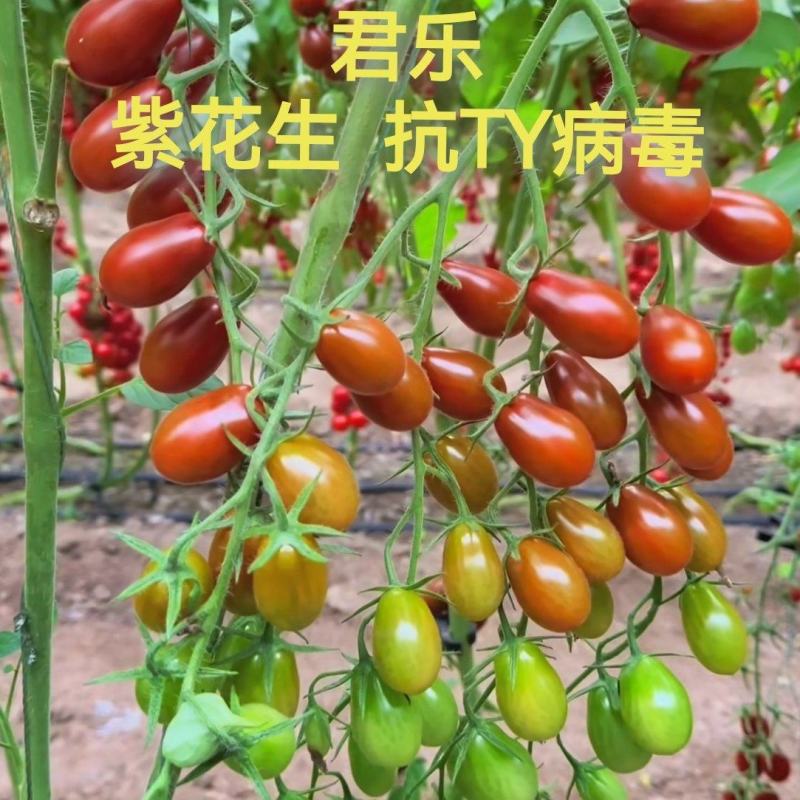 黄花生圣女果苗紫花生红花生抗TY病毒产量高糖度高