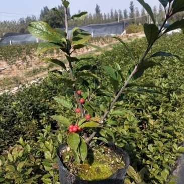 北美冬青苗北美冬青小苗山东北美冬青基地切枝花卉