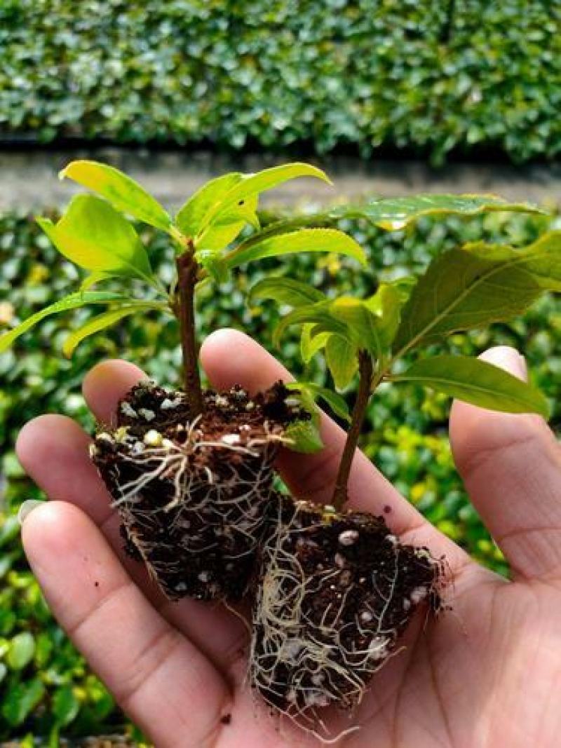 北美冬青苗北美冬青小苗山东北美冬青基地切枝花卉