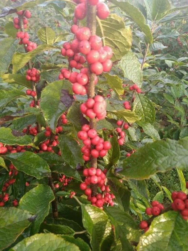 北美冬青苗北美冬青小苗山东北美冬青基地切枝花卉