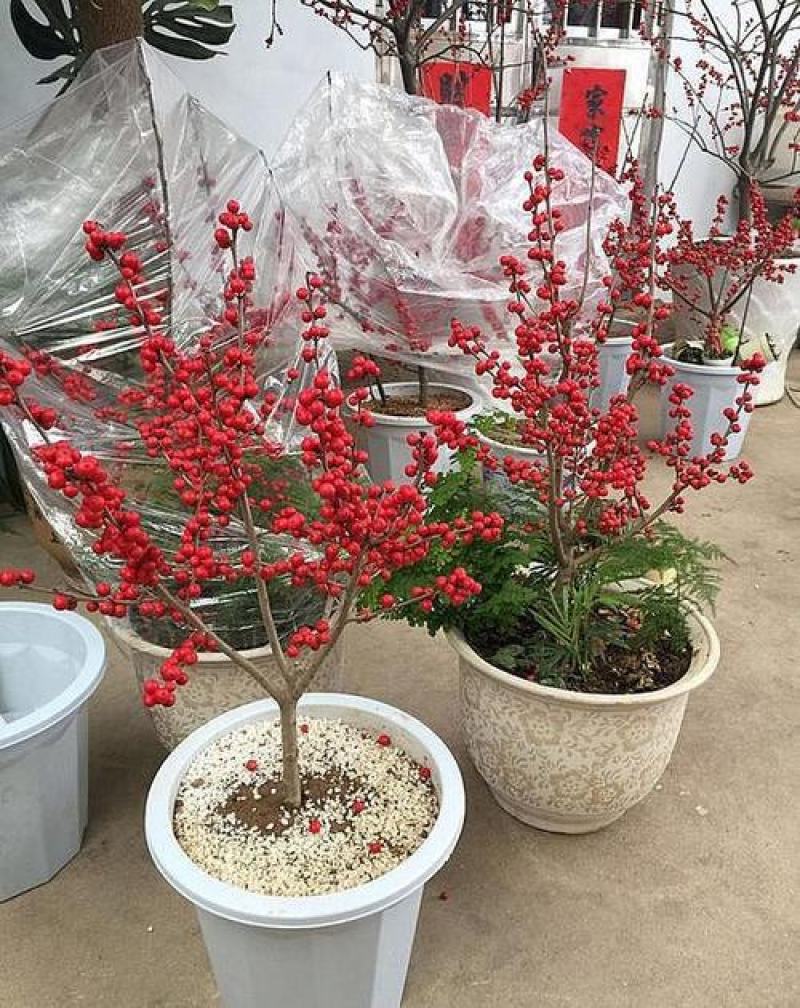 北美冬青苗北美冬青小苗山东北美冬青基地切枝花卉