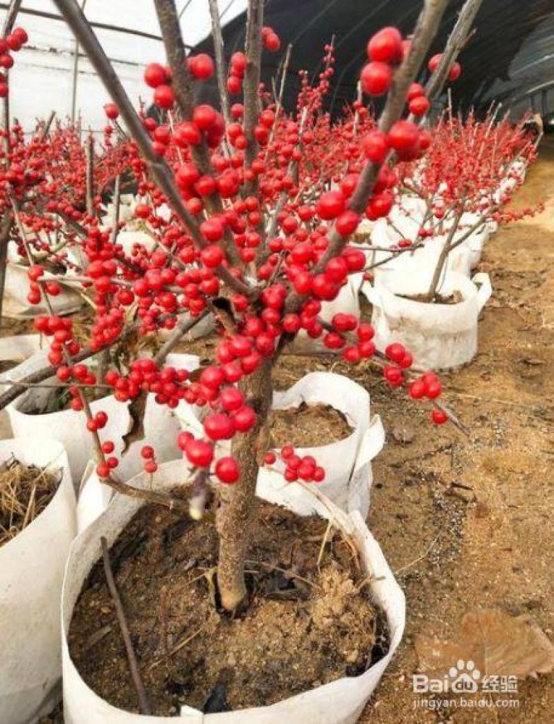 北美冬青苗北美冬青小苗山东北美冬青基地切枝花卉