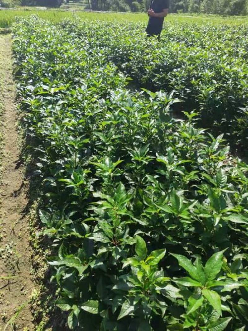 北美冬青苗北美冬青小苗山东北美冬青基地切枝花卉