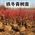 北美冬青苗北美冬青小苗山东北美冬青基地切枝花卉