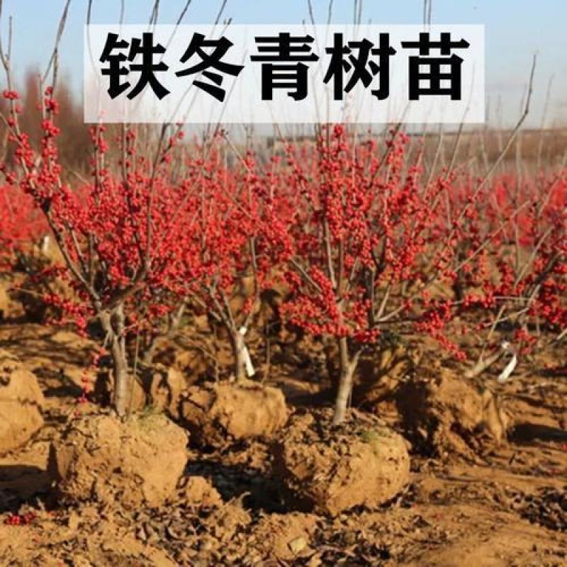北美冬青苗北美冬青小苗山东北美冬青基地切枝花卉