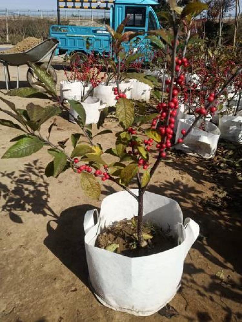 北美冬青苗北美冬青小苗山东北美冬青基地切枝花卉