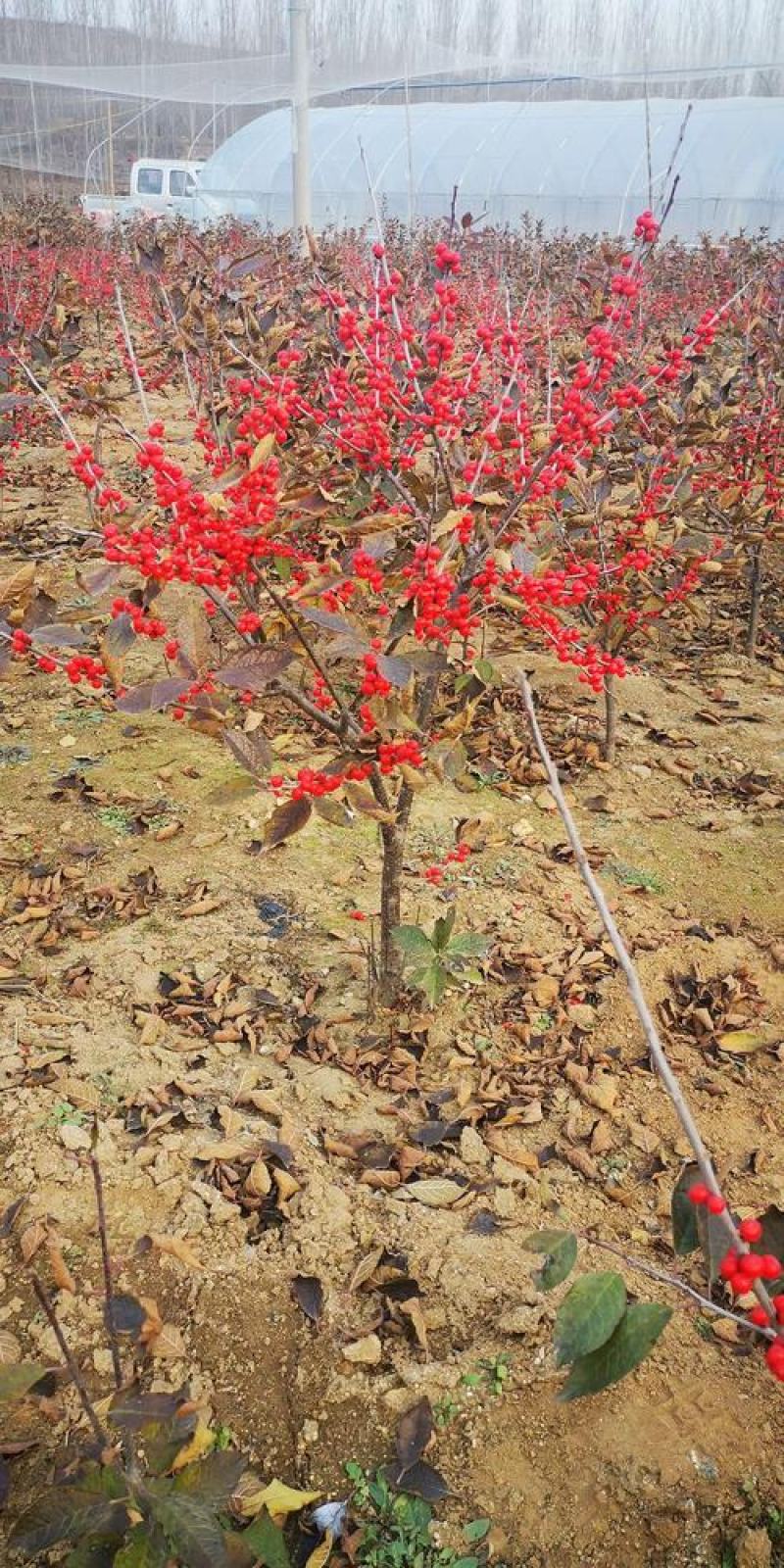 北美冬青苗北美冬青小苗山东北美冬青基地切枝花卉