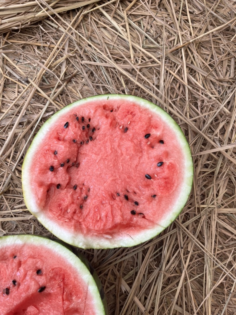 美都西瓜🍉、口感甜、糖度高、无奇型、代发全国各地