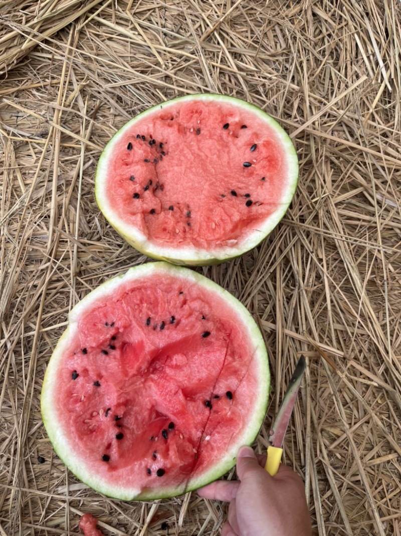 美都西瓜🍉、口感甜、糖度高、无奇型、代发全国各地