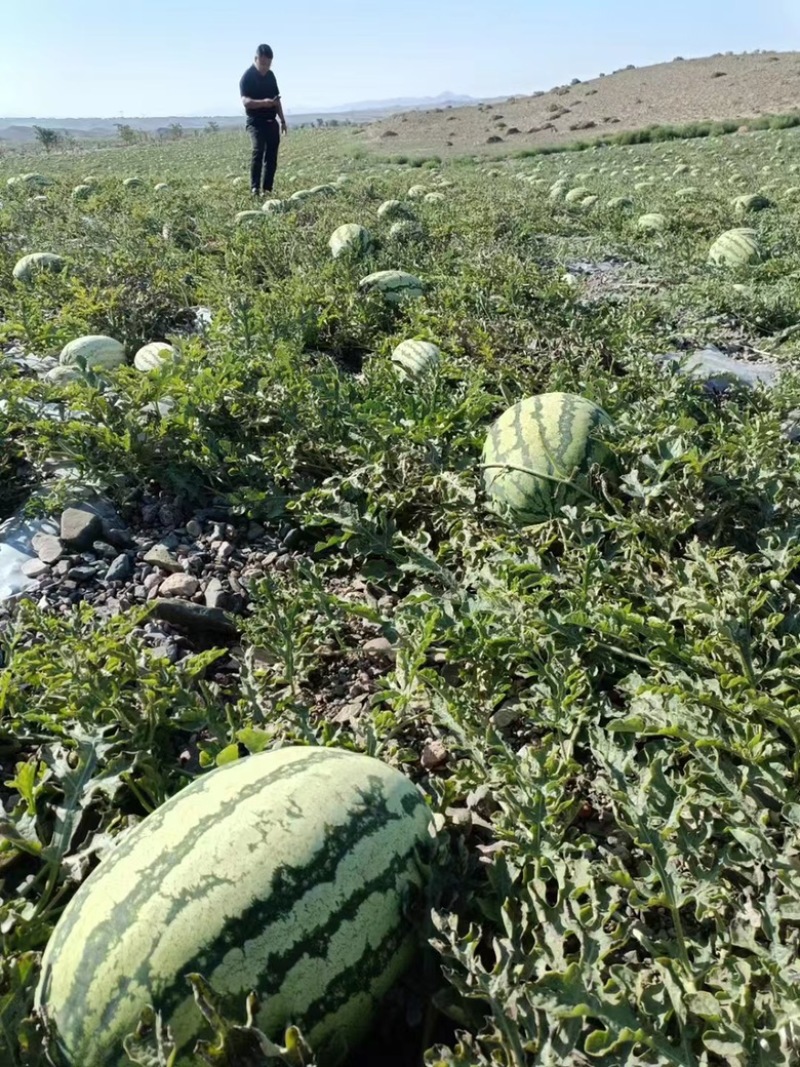 （强烈推荐）宁夏中卫石头瓜基地直发一手货源质量好