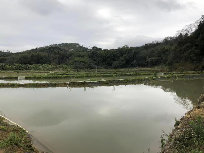 广东省梅州市丰顺县丰良镇生态泉水养殖基地，面积约25亩