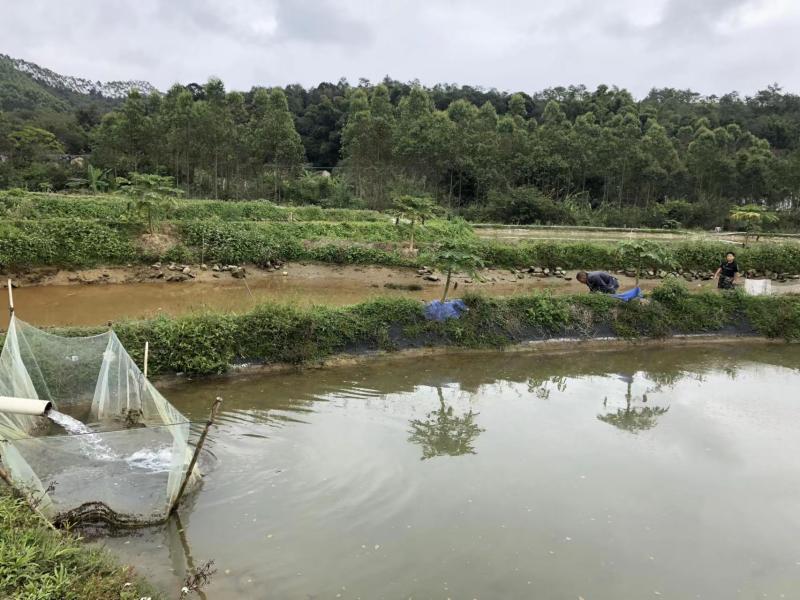 广东省梅州市丰顺县丰良镇生态泉水养殖基地，面积约25亩