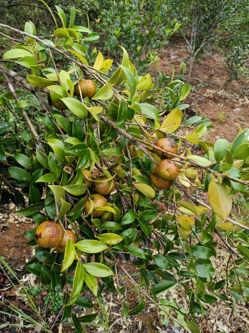 湖南土茶油