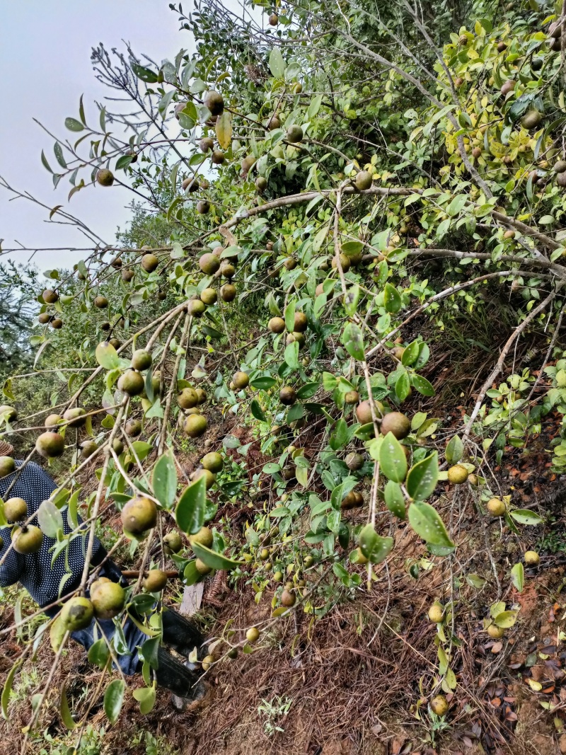 湖南土茶油