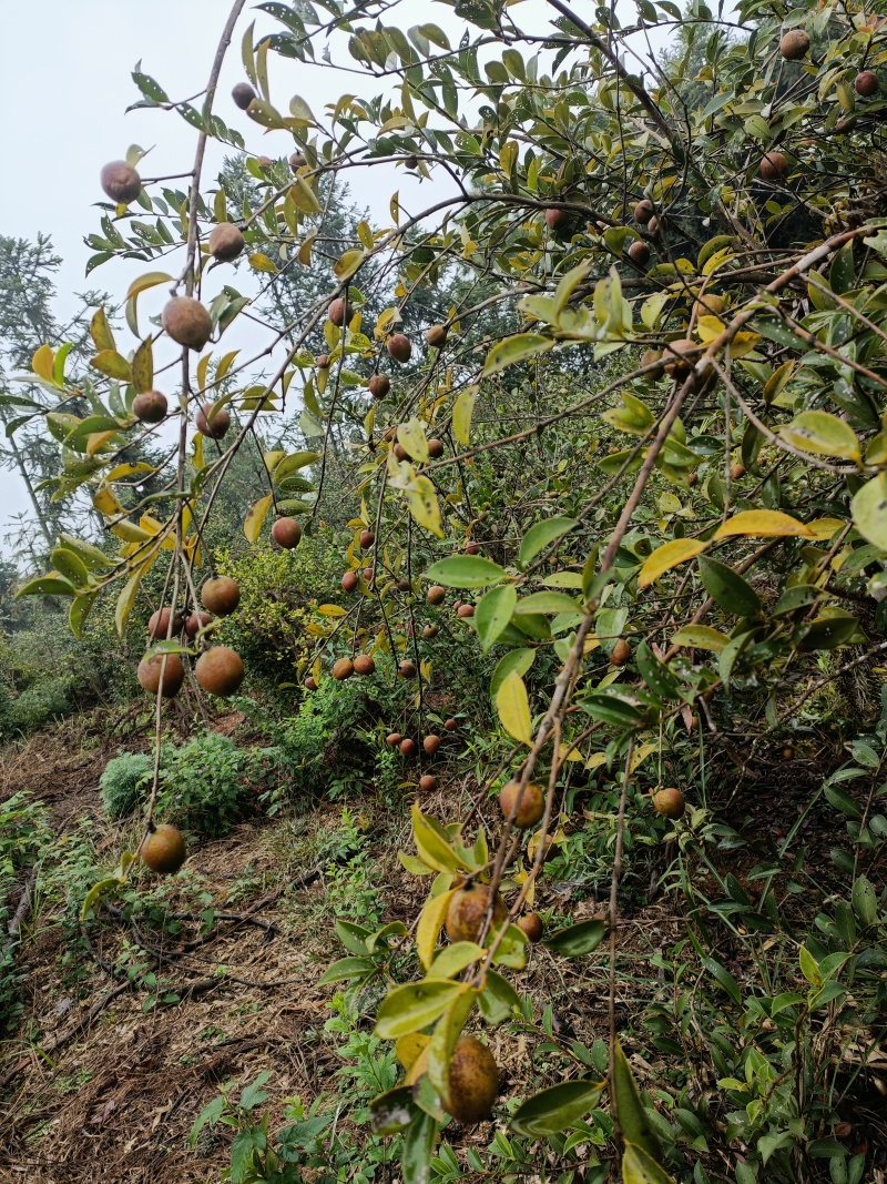 湖南土茶油