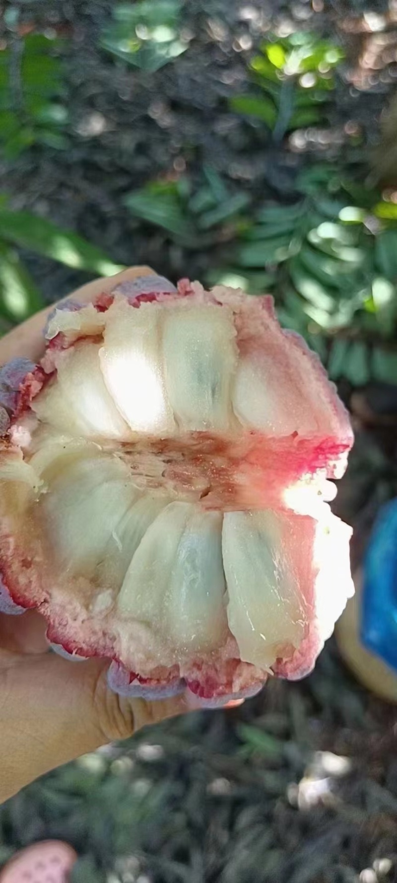玫瑰释迦产地一手货源，对接全国市场，社区团购