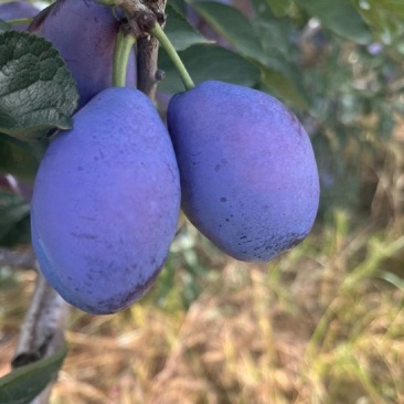 山西太谷西梅，口感好，耐储存，8月上市