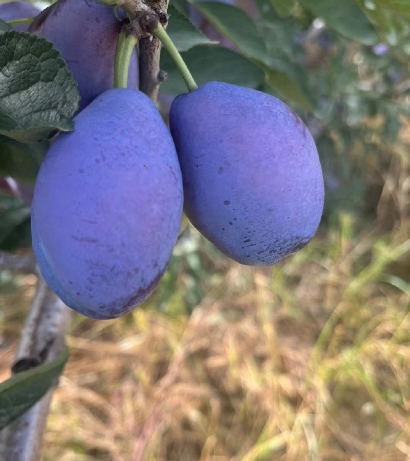 山西太谷西梅，口感好，耐储存，8月上市