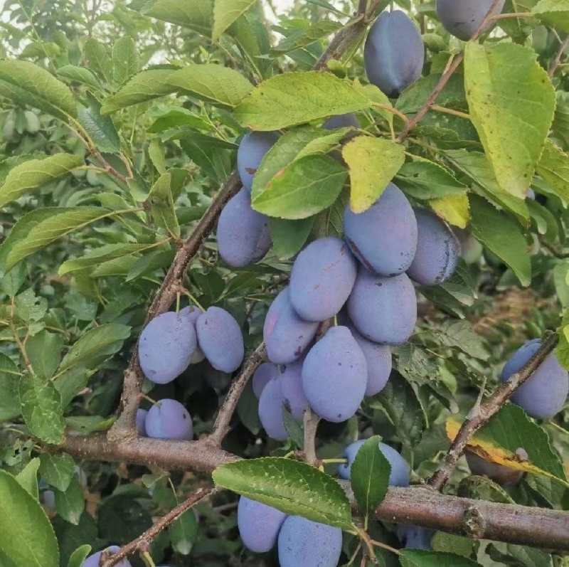 山西太谷西梅，口感好，耐储存，8月上市