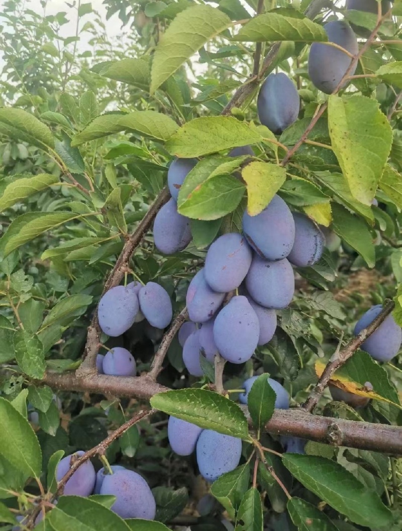 山西太谷西梅，口感好，耐储存，8月上市