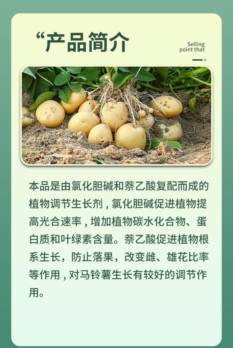 21%氯胆萘乙酸氯化胆碱马铃薯专用地下作物根茎膨大调节剂