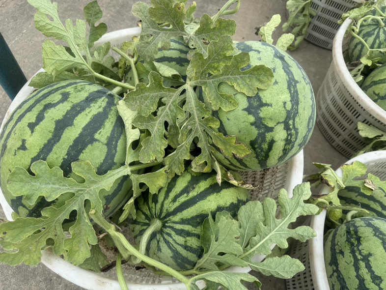 成熟的懒汉西瓜,绿色条纹外皮,红色果肉,切开后汁水丰富 懒汉西瓜成熟果实
