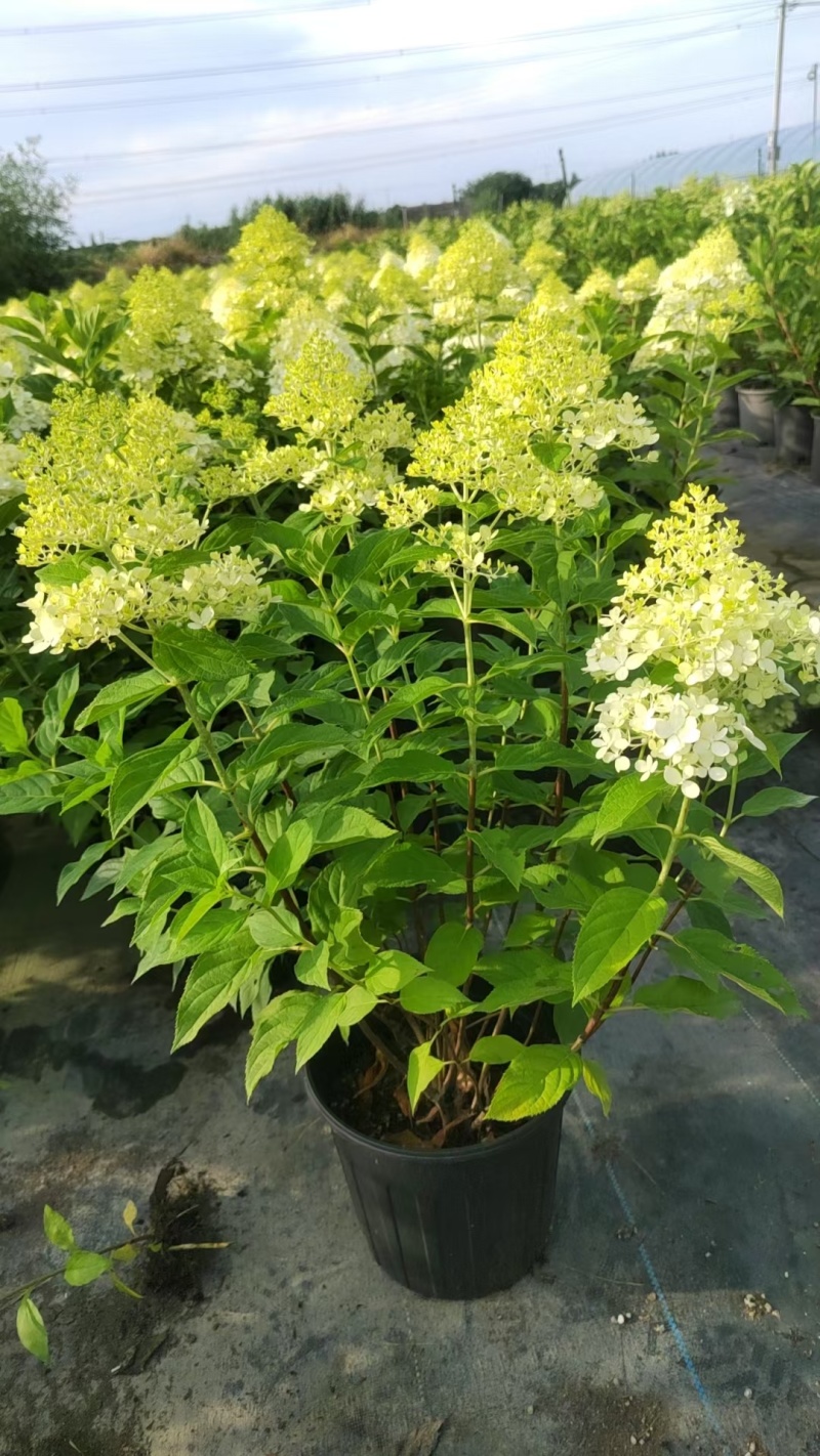 圆锥绣球规格:2加伦，量大，价优，新鲜起苗，欢迎订购。
