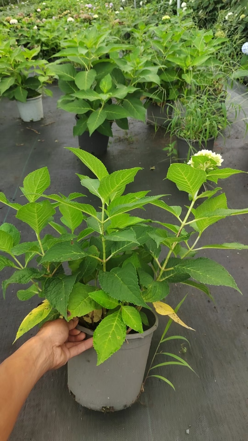圆锥绣球规格:2加伦，量大，价优，新鲜起苗，欢迎订购。