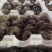 内蒙反季节鲜平菇，二茬中大叶，大量上市，有需要的请联系