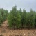 侧柏容器苗侧柏苗木基地常年批发供应各类规格柏树