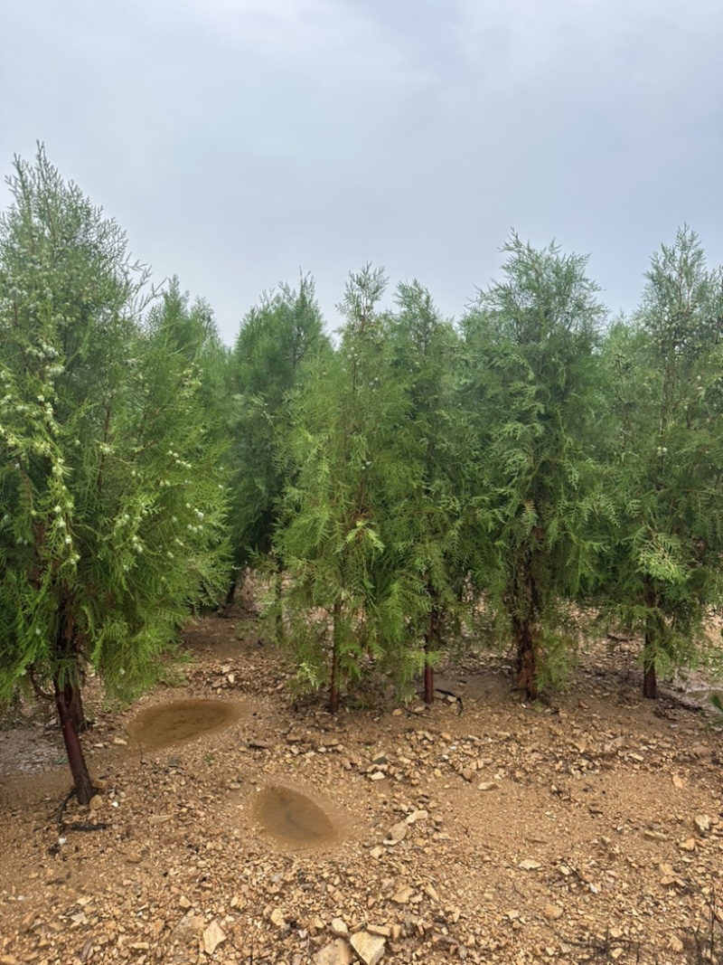 侧柏容器苗侧柏苗木基地常年批发供应各类规格柏树