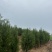 侧柏容器苗侧柏苗木基地常年批发供应各类规格柏树