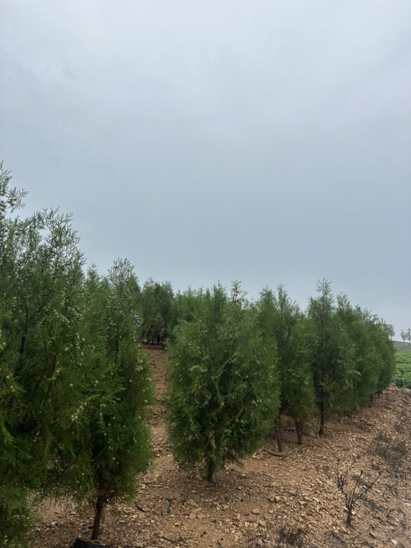 侧柏容器苗侧柏苗木基地常年批发供应各类规格柏树