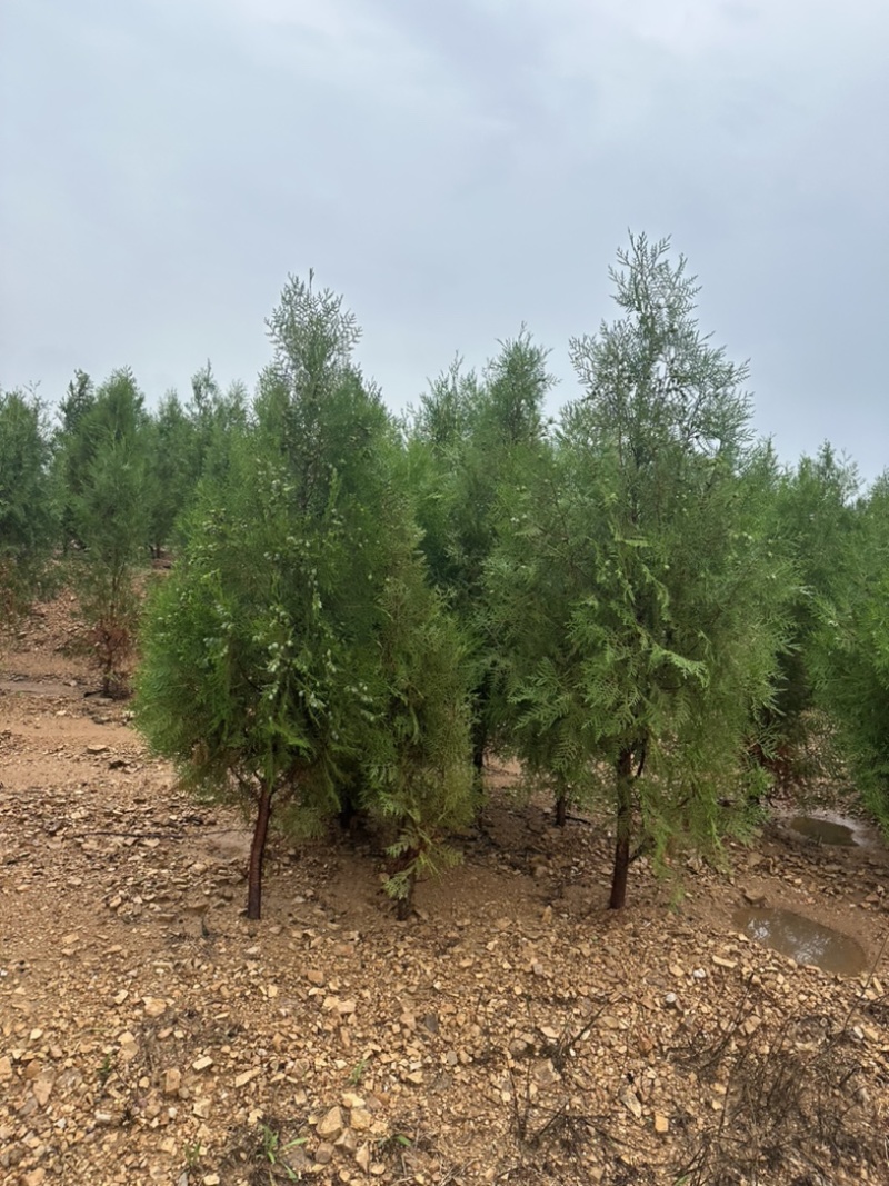 侧柏容器苗侧柏苗木基地常年批发供应各类规格柏树