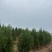 侧柏容器苗侧柏苗木基地常年批发供应各类规格柏树